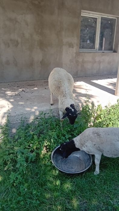Berbecuț dorper  e bun de monta