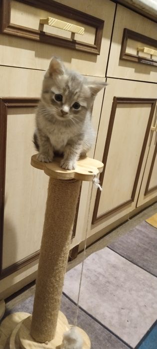 Шотландские котята ...