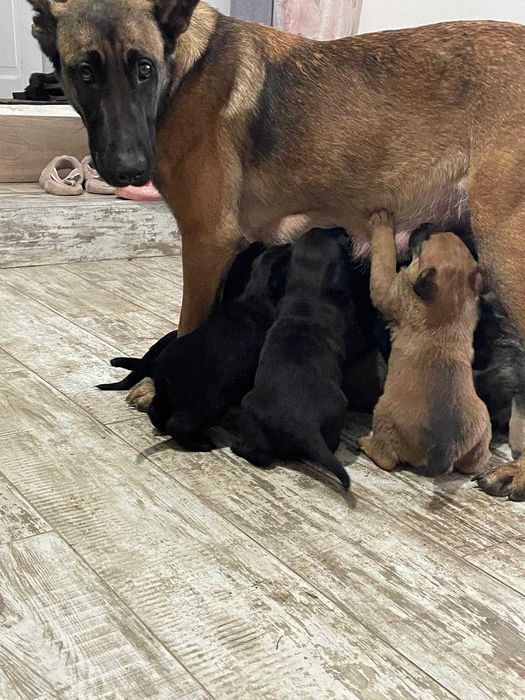 Se ofera spre adoptie