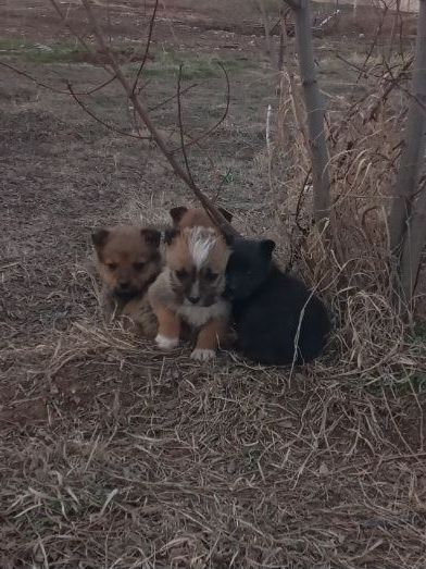 Отдам щенков(девочки) в добрые руки