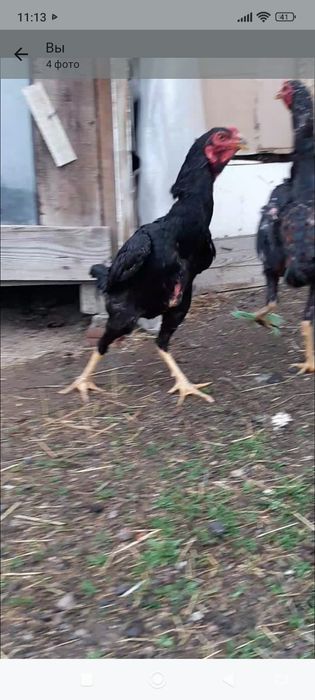 Бойцови даканжужик