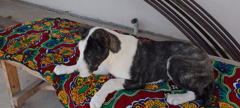 щенок сатылымда алабай