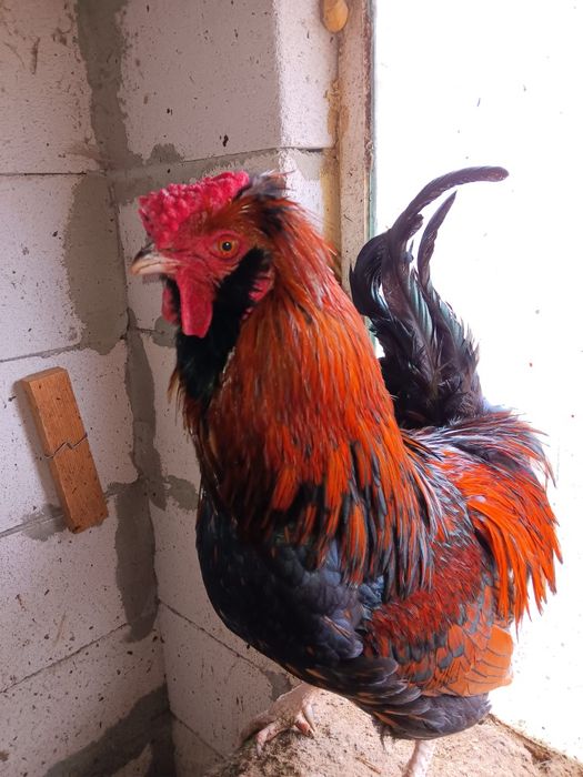 Cocosi metiși de vânzare