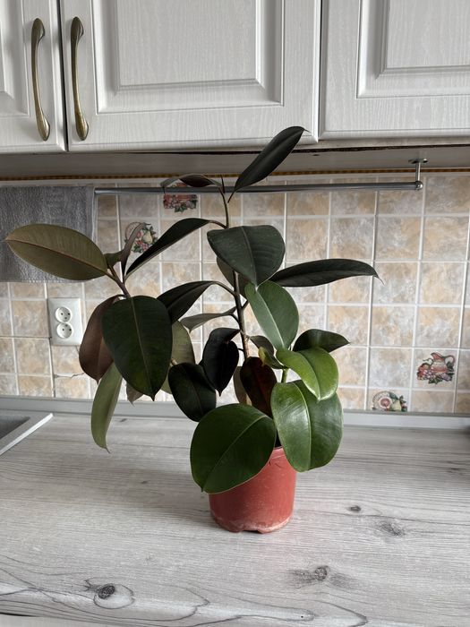 Фикус.      Растение.