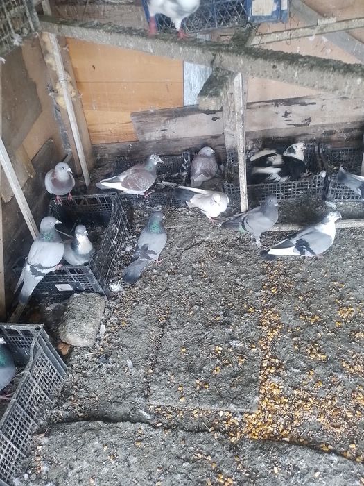 Vând porumbei voiajori la bucata