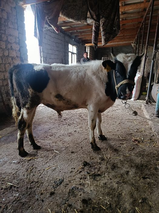 Буқа сатылады аа