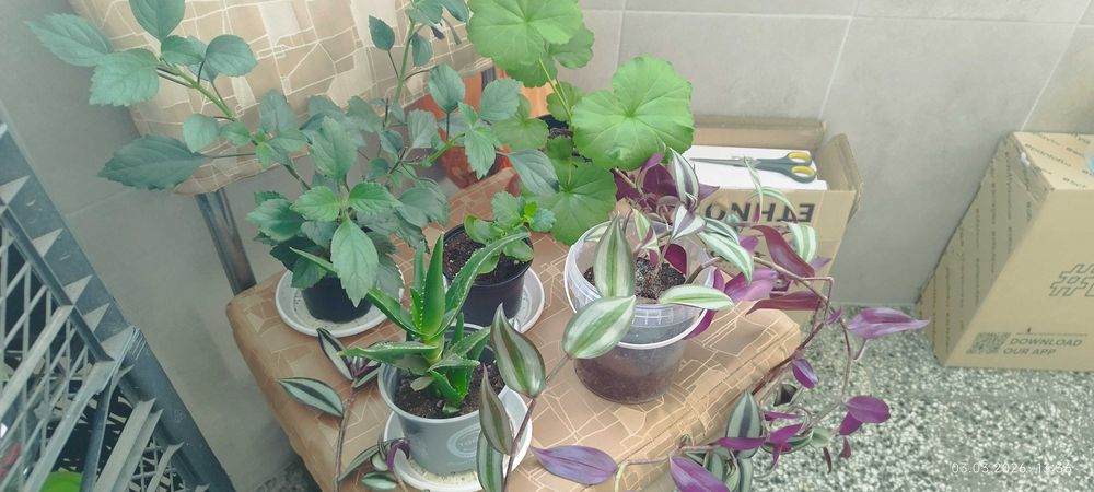 Филодендрон (Philodendron) / Сингониум (Syngonium)