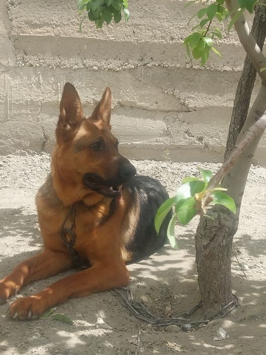 Чисто Немический афчарка