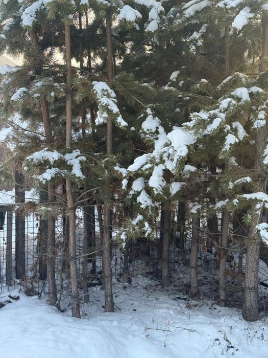 Продам сосны по 20000