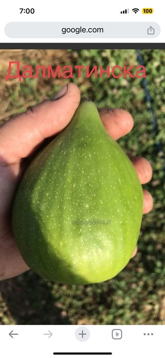 Смокиня сорт Черна Бурса и Далматинска