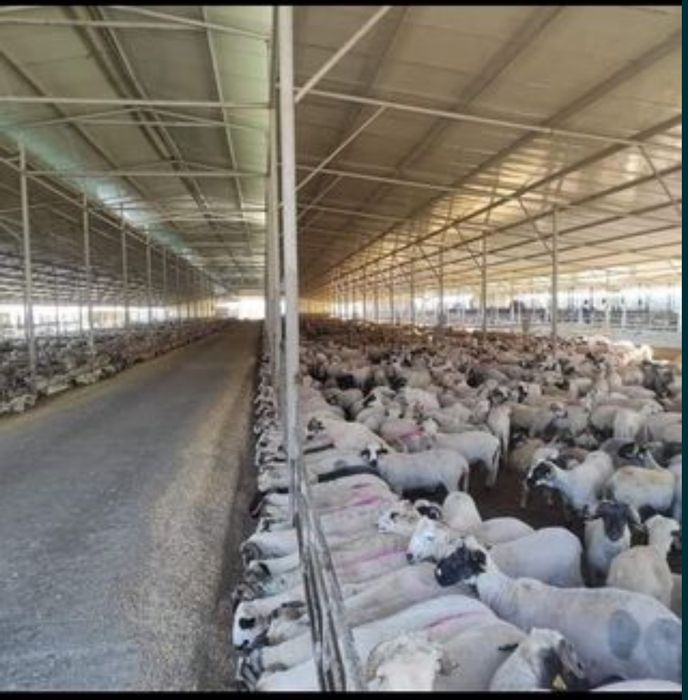 Oi reforme si miei cantitati mari