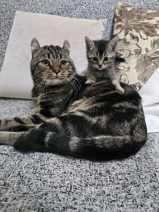 Котенок британский