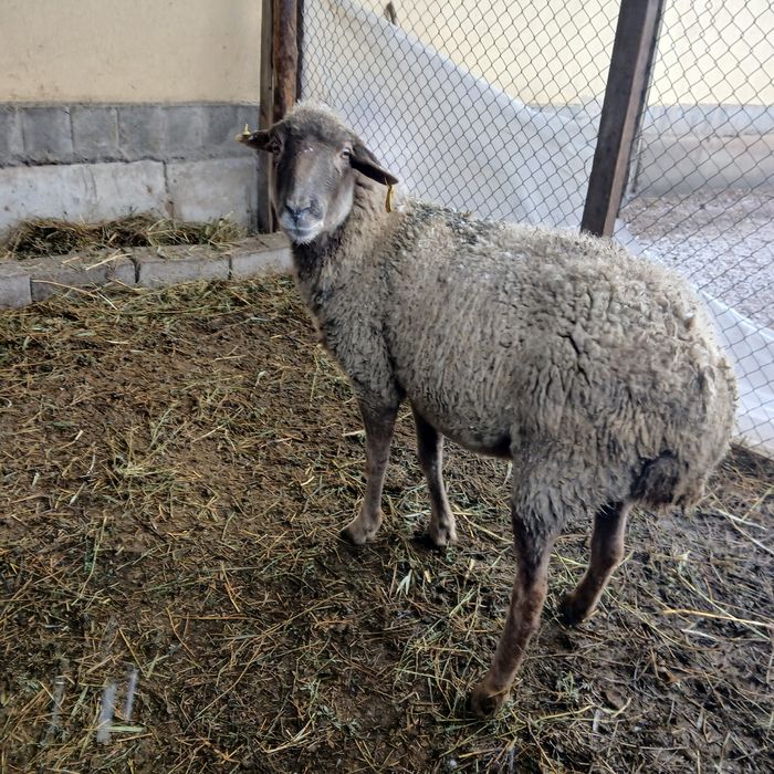 Қой сатам 80 мың тенге