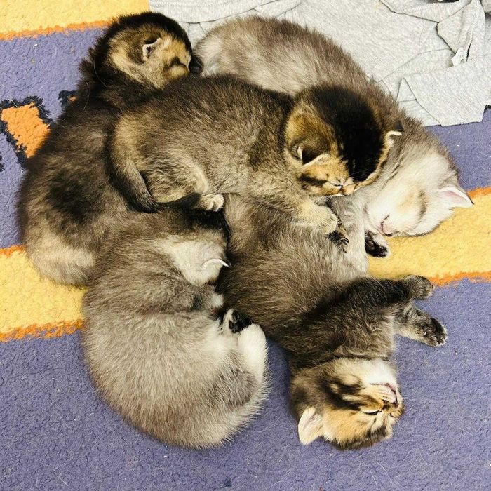 Вислоухие шотландские шиншиллы