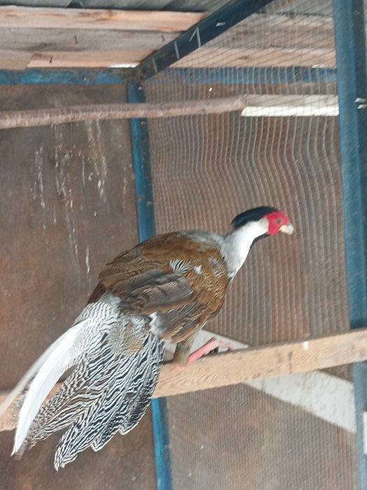 Продам самца серебро  фазан