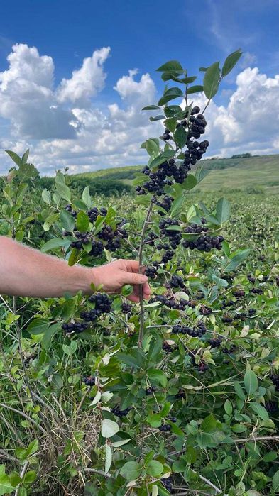 Vand fructe de Aronia 100% natural