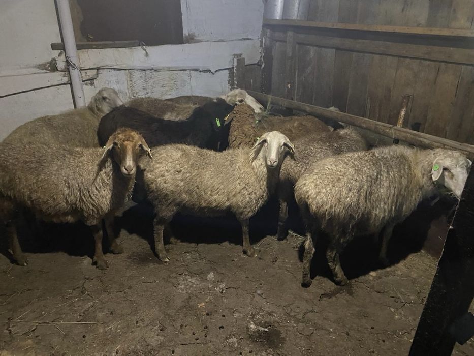 Продажа баранов!