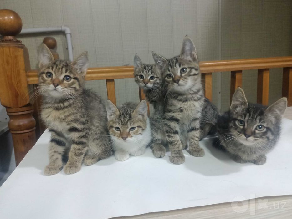 Котята в добрые руки