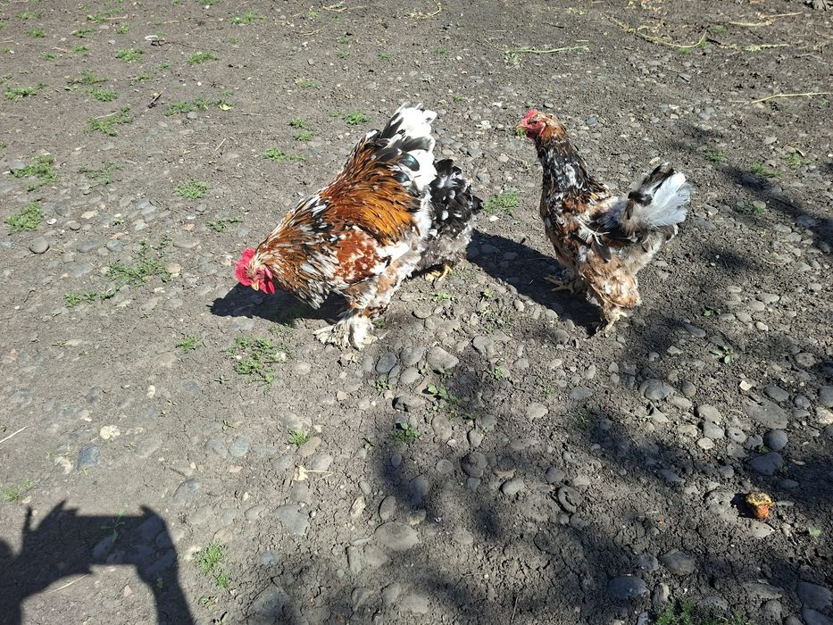 Cocoși brahma porțelan de vanzare