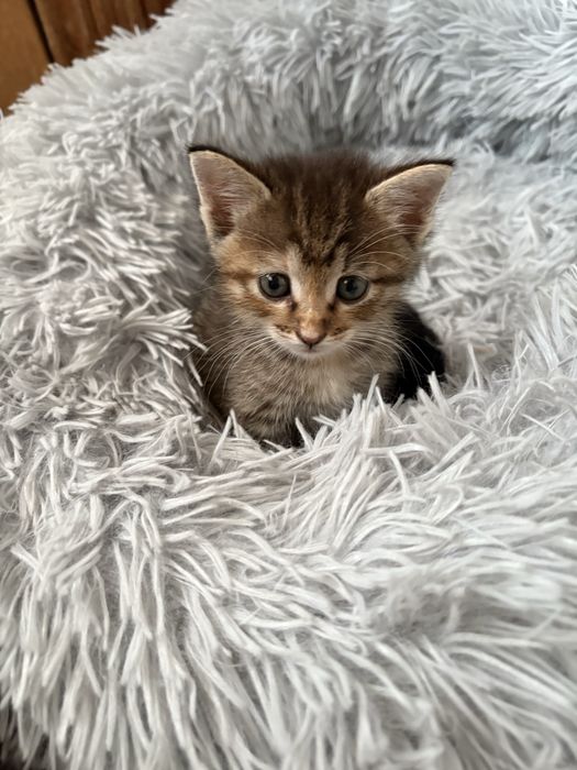 Котенок в добрые руки
