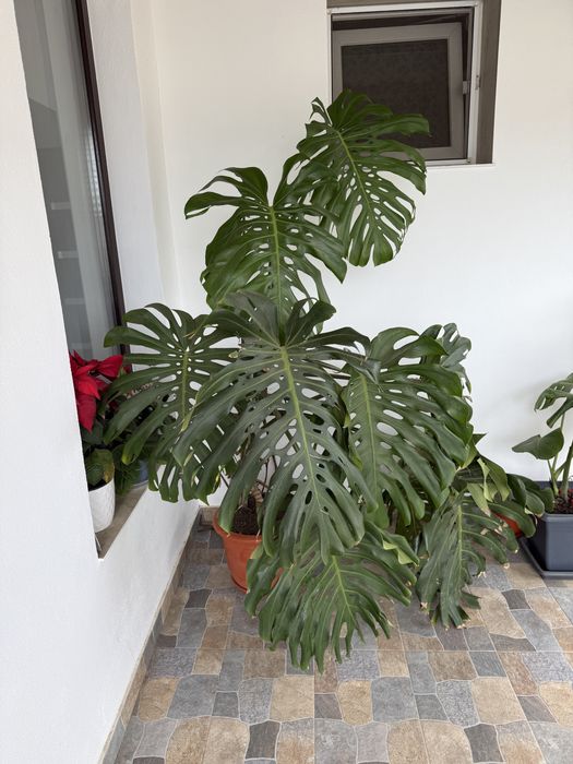 Planta de birou philodendron