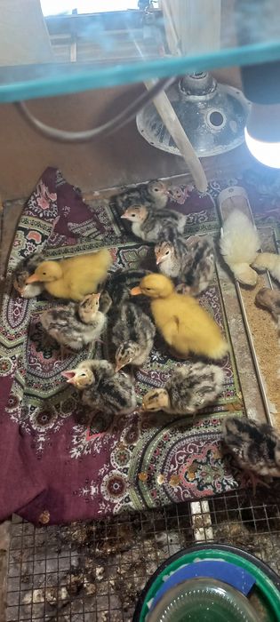 Индюшата Гусята Утята Продам срочно