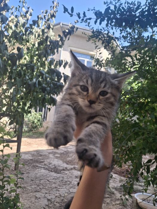 Котёнок без породы. Девочка.