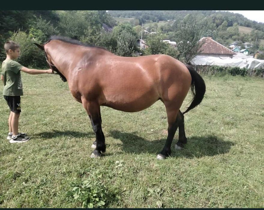 Vând iapă de 4 ani