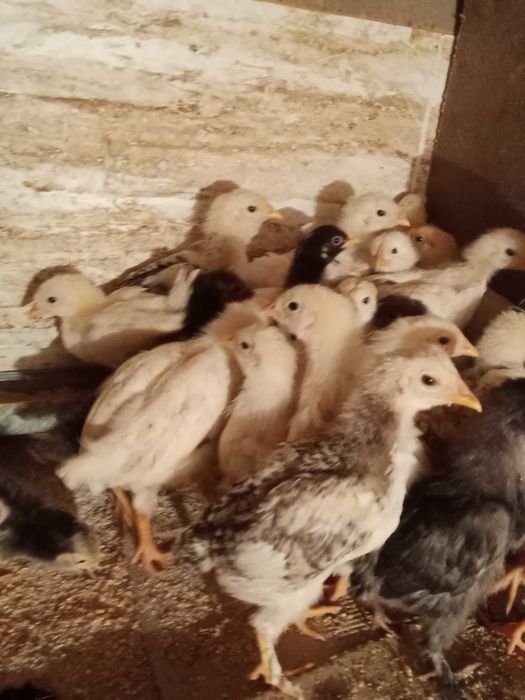 Балапандар Цыплята на продажу
