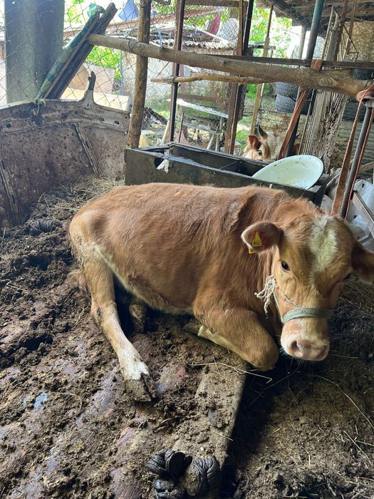 1.5жасар ургаши семыз 480000 саудасы бар