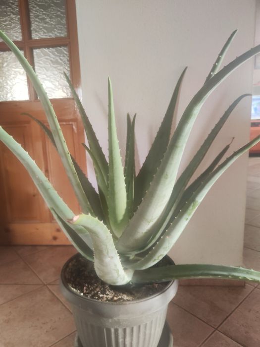 Алое вера - различни големини