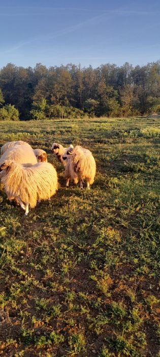 Vand o perche de oi cu un miel