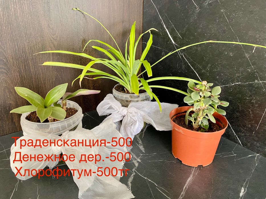 Комнатные цветы(растения)