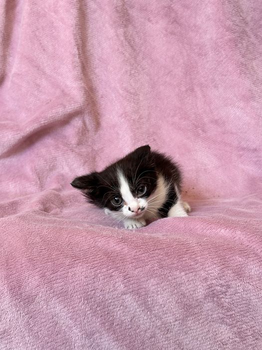 Котята в добрве руки