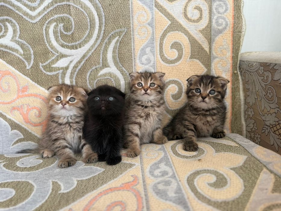 Шотландский вислоухие котят