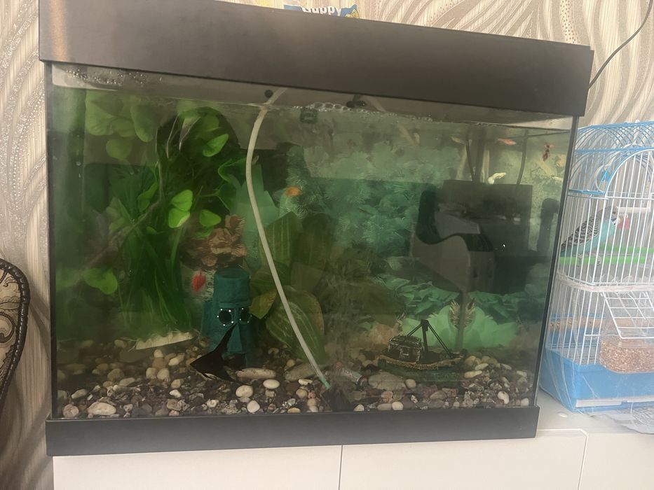 Животные продаюю