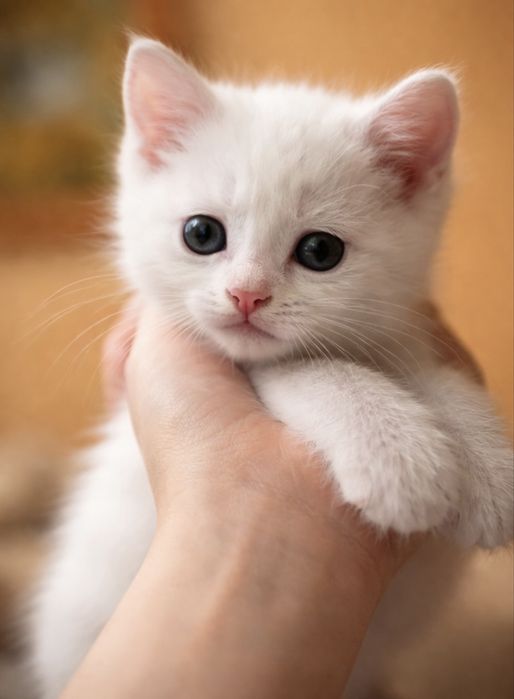 Отдам в добрые руки!