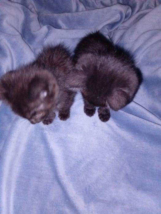 Отдаю котят в добрые руки, котятам +- месяц
