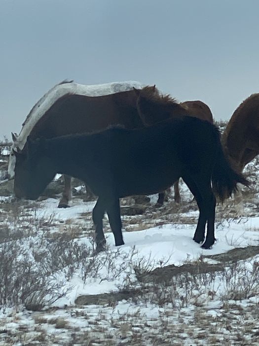 Продам лошадей