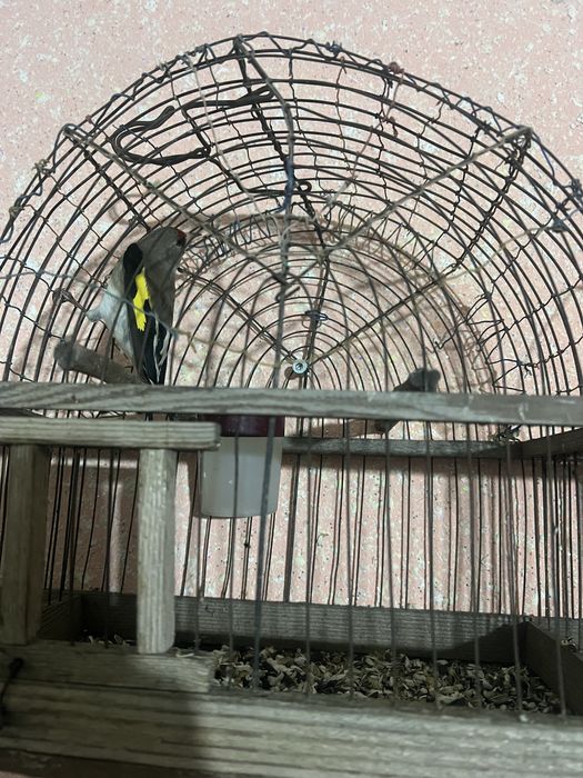 Norchila sotilad srochniy