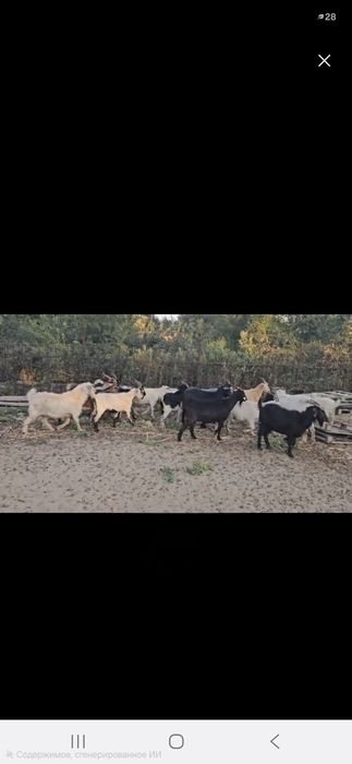 Ешкі сатылады арзан бағада