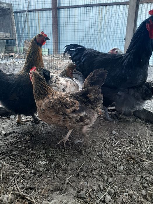 Продам куры домашний