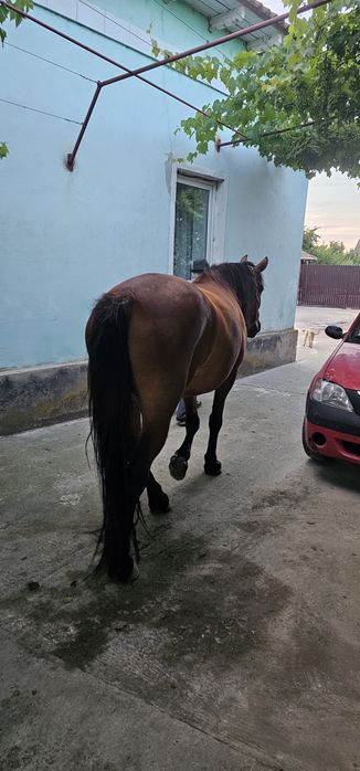 Cal iapa de vanzare