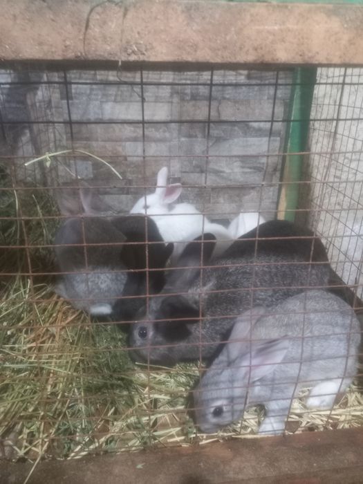 Куёнчалар сотилади