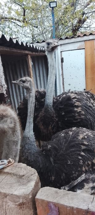 Страус Түйеқұс бағасы 350 мың