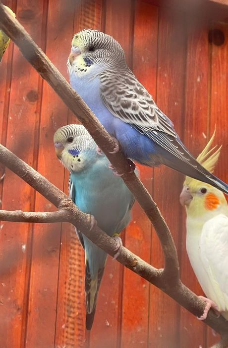 Papagali perusi diferite culori