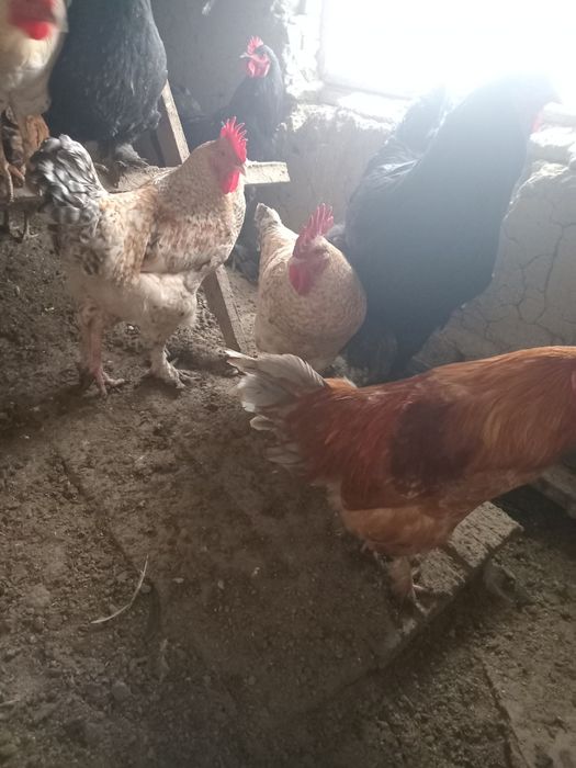 Продам петухов молодых.