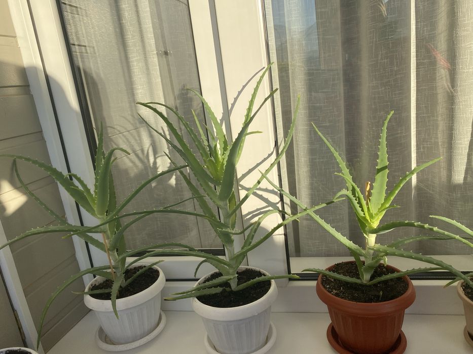 Алоэ( столетник)