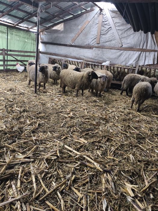 De vânzare 14 oi gestante , au început să fete