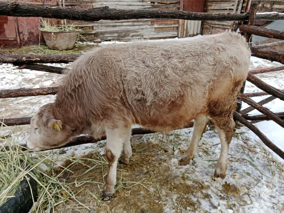 Продаю бычков !!